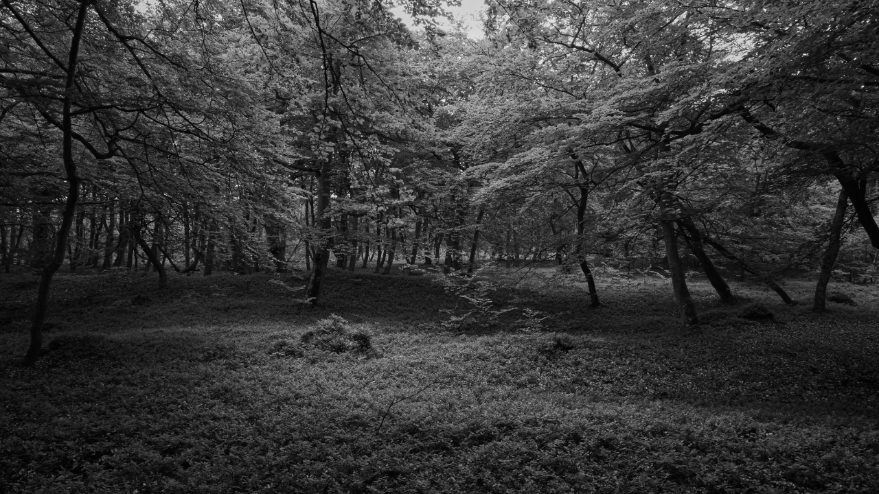 2022-04/forest-3